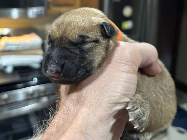 chinook puppy